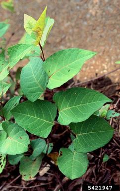 Japanese knotweed, Fallopia japonica  (Polygonales: Polygonaceae) - 5421947