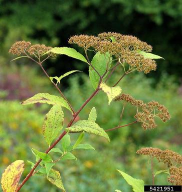 Japanese spiraea, Spiraea japonica  (Rosales: Rosaceae) - 5421951