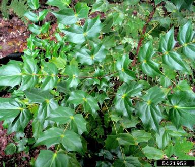 leatherleaf mahonia, Mahonia bealei  (Ranunculales: Berberidaceae) - 5421953