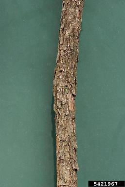 Amur peppervine, Ampelopsis brevipedunculata  (Rhamnales: Vitaceae) - 5421967