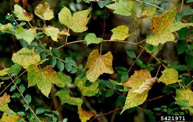 Amur peppervine, Ampelopsis brevipedunculata  (Rhamnales: Vitaceae) - 5421971
