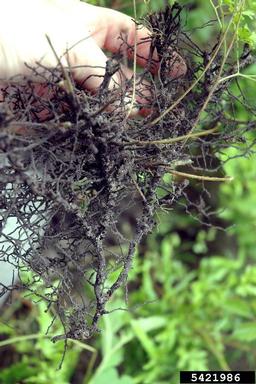 Japanese climbing fern, Lygodium japonicum  (Polypodiales: Lygodiaceae) - 5421986