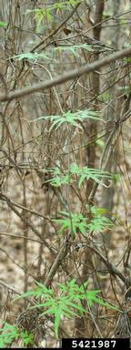 Japanese climbing fern, Lygodium japonicum  (Polypodiales: Lygodiaceae) - 5421987