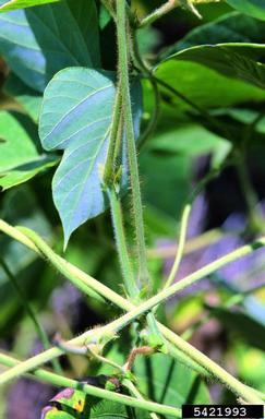 kudzu, Pueraria montana  (Fabales: Fabaceae (Leguminosae)) - 5421993