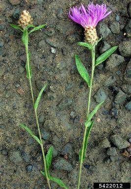 meadow knapweed, Centaurea moncktonii  (Asterales: Asteraceae) - 5422012
