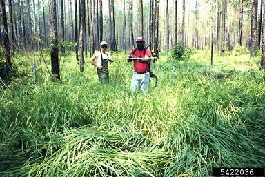 cogongrass, Imperata cylindrica  (Cyperales: Poaceae) - 5422036