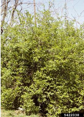 Amur honeysuckle, Lonicera maackii  (Dipsacales: Caprifoliaceae) - 5422038