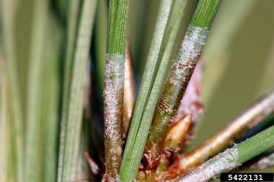 pine spider mite (Oligonychus subnudus ) on ponderosa pine (Pinus ponderosa ) - 5422131