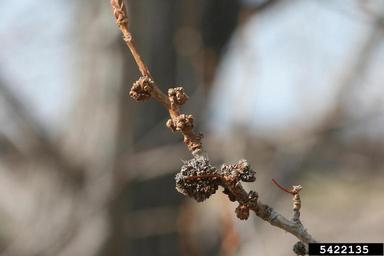 poplar budgall mite (Eriophyes parapopuli ) on aspen/poplar (Populus spp. ) - 5422135