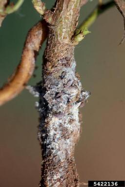 woolly elm aphid (Eriosoma americanum ) on serviceberry (Amelanchier spp. ) - 5422136