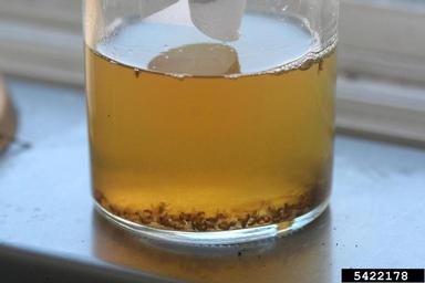 small vinegar fly, Drosophila spp.  (Diptera: Drosophilidae) - 5422178