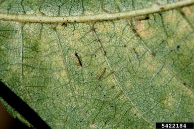walnut leafhopper (Dikrella readionis ) on Arizona walnut (Juglans major ) - 5422184