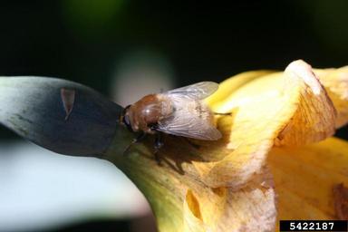 narcissus bulb fly, Merodon equestris  (Diptera: Syrphidae) - 5422187