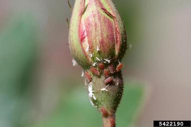 rose aphid (Macrosiphum rosae ) on rose (Rosa spp. ) - 5422190