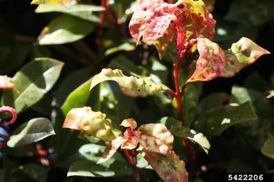 eugenia psyllid (Trioza eugeniae ) on brush cherry (Syzygium paniculatum ) - 5422206