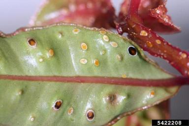 eugenia psyllid (Trioza eugeniae ) on brush cherry (Syzygium paniculatum ) - 5422208