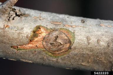 walnut twig beetle (Pityophthorus juglandis ) on Southern California walnut (Juglans californica ) - 5422220