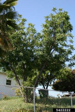 Southern California walnut, Juglans californica  (Juglandales: Juglandaceae) - 5422222