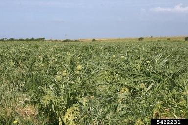 artichoke, Cynara scolymus  (Asterales: Asteraceae) - 5422231