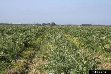 artichoke, Cynara scolymus  (Asterales: Asteraceae) - 5422232