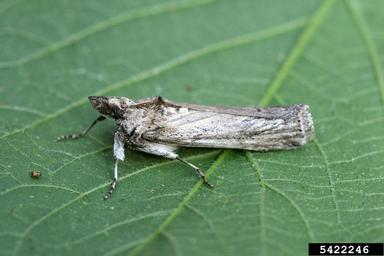 blue cactus borer, Melitara dentata  (Lepidoptera: Pyralidae) - 5422246