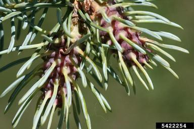cooley spruce gall adelgid (Adelges cooleyi ) on blue spruce (Picea pungens ) - 5422254