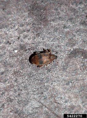 European elm flea weevil (Orchestes alni ) on Siberian elm (Ulmus pumila ) - 5422270