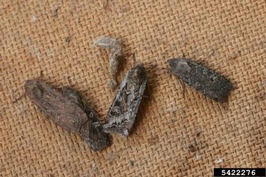army cutworm, Euxoa auxiliaris  (Lepidoptera: Noctuidae) - 5422276