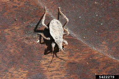 masked hunter, Reduvius personatus  (Hemiptera: Reduviidae) - 5422279