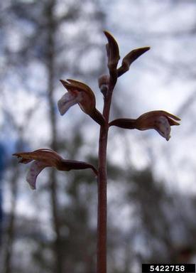 summer coralroot, Corallorhiza maculata  (Orchidales: Orchidaceae) - 5422758