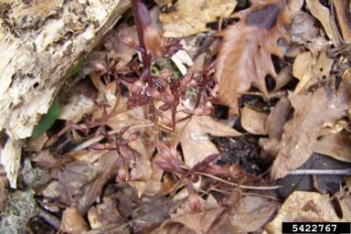summer coralroot, Corallorhiza maculata  (Orchidales: Orchidaceae) - 5422767