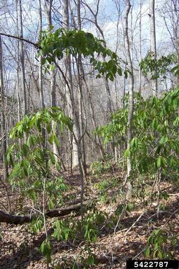 common sweetleaf, Symplocos tinctoria  (Ebenales: Symplocaceae) - 5422787