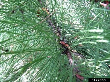 European pine sawfly, Neodiprion sertifer  (Hymenoptera: Diprionidae) - 5422803