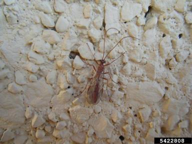 Ichneumonid wasp, Ophion obscuratus  (Hymenoptera: Ichneumonidae) - 5422808