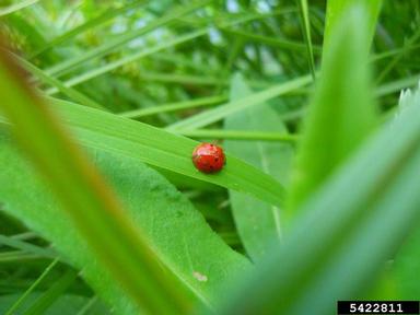 sevenspotted lady beetle, Coccinella septempunctata  (Coleoptera: Coccinellidae) - 5422811