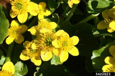 yellow marsh marigold, Caltha palustris  (Ranunculales: Ranunculaceae) - 5422823