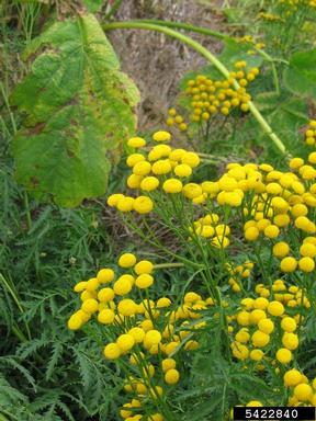 common tansy, Tanacetum vulgare  (Asterales: Asteraceae) - 5422840