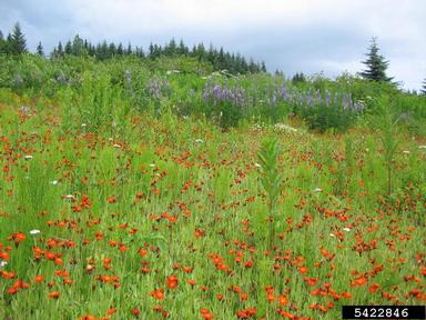 orange hawkweed, Hieracium aurantiacum  (Asterales: Asteraceae) - 5422846