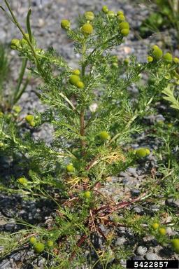 pineapple-weed, Matricaria discoidea  (Asterales: Asteraceae) - 5422857