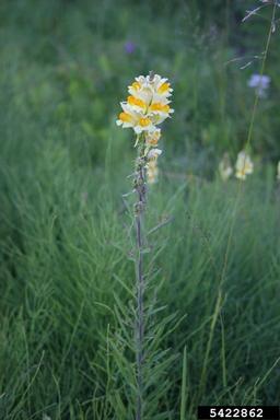 yellow toadflax, Linaria vulgaris  (Scrophulariales: Scrophulariaceae) - 5422862