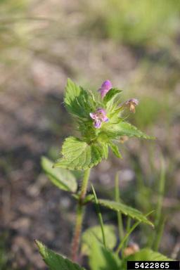common hempnettle, Galeopsis tetrahit  (Lamiales: Lamiaceae) - 5422865