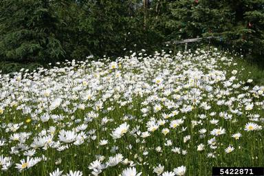 oxeye daisy, Leucanthemum vulgare  (Asterales: Asteraceae) - 5422871
