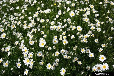 oxeye daisy, Leucanthemum vulgare  (Asterales: Asteraceae) - 5422872