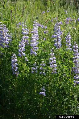 Nootka lupine, Lupinus nootkatensis  (Fabales: Fabaceae (Leguminosae)) - 5422877