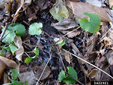 garlic mustard, Alliaria petiolata  (Capparales: Brassicaceae) - 5422921
