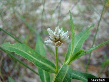 alligatorweed, Alternanthera philoxeroides  (Caryophyllales: Amaranthaceae) - 5422949