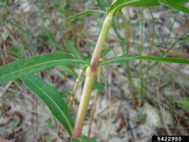 alligatorweed, Alternanthera philoxeroides  (Caryophyllales: Amaranthaceae) - 5422950