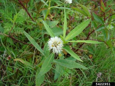alligatorweed, Alternanthera philoxeroides  (Caryophyllales: Amaranthaceae) - 5422951