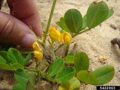 peanut, Arachis hypogaea  (Fabales: Fabaceae (Leguminosae)) - 5422963