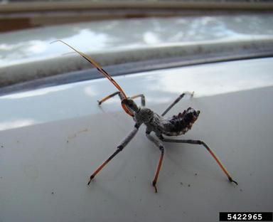wheel bug, Arilus cristatus  (Hemiptera: Reduviidae) - 5422965